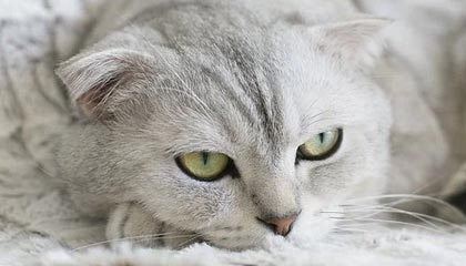 雷蛇新款桌面全息 AI 助手亮相：承诺只提供帮助，绝不评头论足